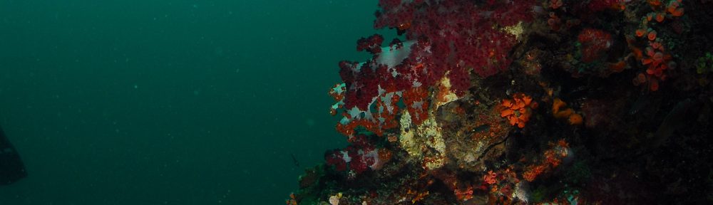 Sukelluskoulu Go Down