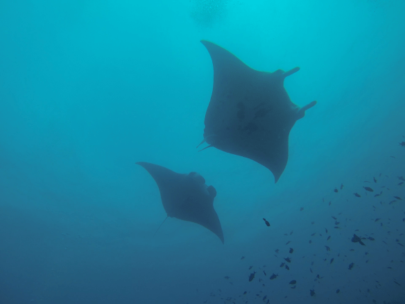 Rangali Maduvarun keimailijat